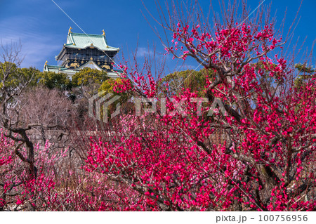 《大阪府》大阪城と梅の花・大阪城梅林 《大阪府》大阪城と梅の花・大阪城梅林 100756956