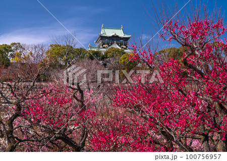 《大阪府》大阪城と梅の花・大阪城梅林 100756957