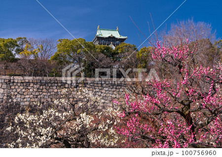 《大阪府》大阪城と梅の花・大阪城梅林 100756960