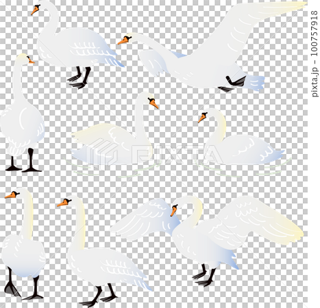 Vector illustration of a mute swan that stands, walks, floats on the surface of the water, takes off and flaps its wings 100757918