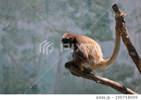 樹上のブラウンケナガクモザル 100758009
