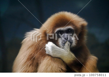 親指にキスをするシロテテナガザル 親指にキスをするシロテテナガザル 100758011