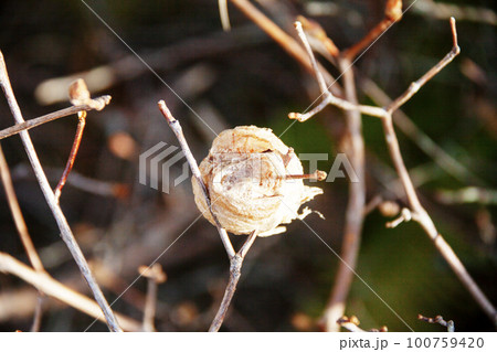 カマキリの卵（三月撮影） 100759420