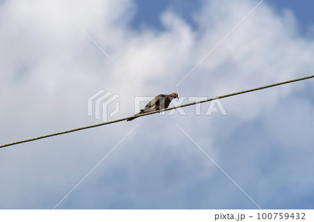 Grey dove pigeon sitting high on phone or electric cable on bright blue sky background 100759432