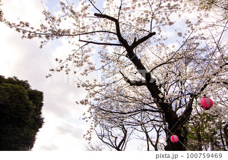 桜 開花 桜 開花 100759469