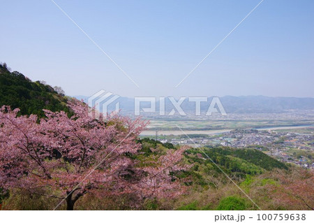 徳島県吉野川市 桜の咲くチェリーロードラインから川島町・善入寺島・阿波市方面を望む 徳島県吉野川市 桜の咲くチェリーロードラインから川島町・善入寺島・阿波市方面を望む 100759638