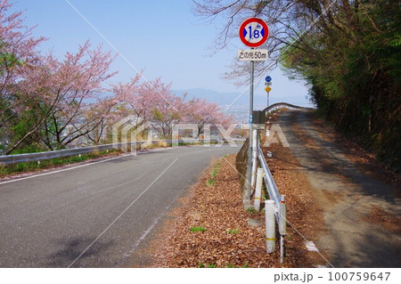 徳島県吉野川市　桜の咲くチェリーロードラインと植桜鴨島線の分岐 100759647