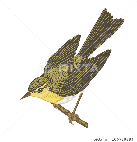 Willow warbler on the branch looks down. Bird isolated on a transparent background.  Vintage illustration. Can be used for invitations, greeting, wedding card, logo. Yellow. 100759894