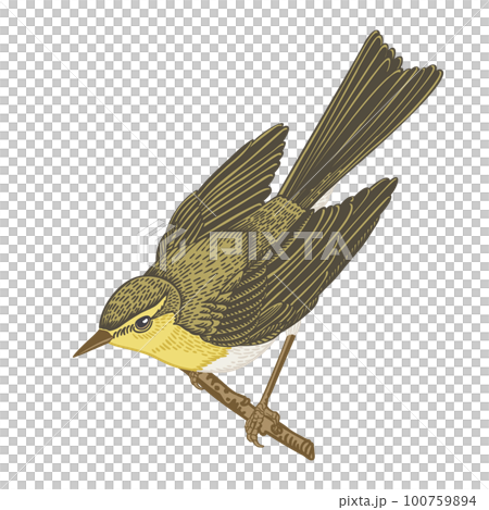 Willow warbler on the branch looks down. Bird isolated on a transparent background.  Vintage illustration. Can be used for invitations, greeting, wedding card, logo. Yellow. 100759894