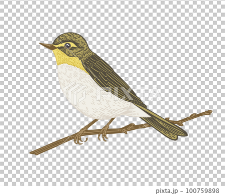 Bird on a branch. Willow warbler. Yellow. 100759898