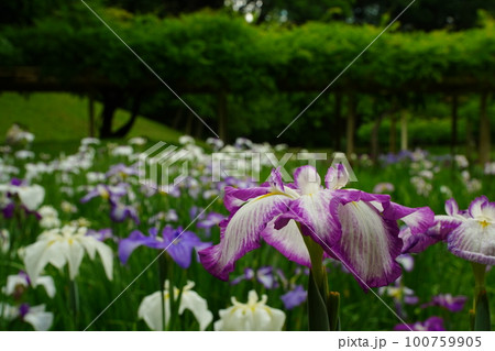 小石川後楽園、こいしかわこうらくえん、庭、庭園、5月、6月、春、花、紫、白、植物、自然、緑、日本、東 小石川後楽園、こいしかわこうらくえん、庭、庭園、5月、6月、春、花、紫、白、植物、自然、緑、日本、東 100759905