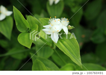 トキワツユクサ トキワツユクサ 100760491