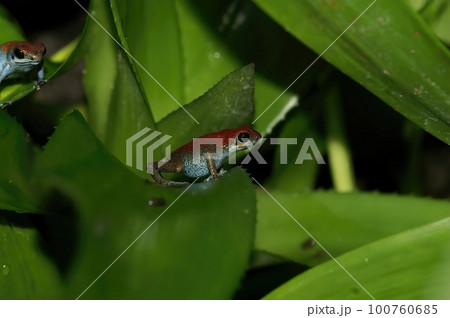 Closeup on a blue to red form of the tropical Strawberry Poison dart Frog, Oophaga pumilio, in a terrarium 100760685