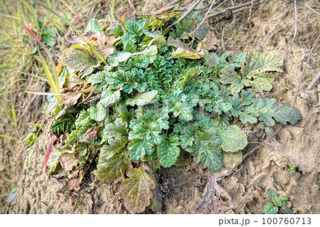 Closeup on emerging green leaf of a the Common Ragwort, Senecia jacobaea a poisonous wildflower plant for cattle Closeup on emerging green leaf of a the Common Ragwort, Senecia jacobaea a poisonous wildflower plant for cattle 100760713