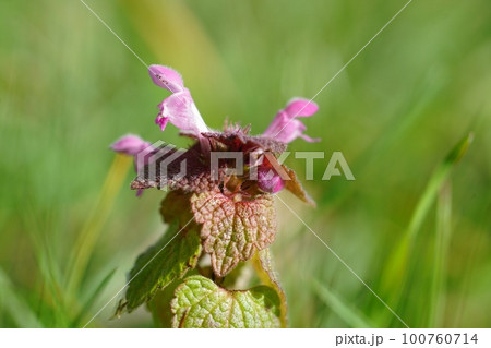 Selective focus closeup on a Purple archangel or red dead-nettle , Lamium purpureum Selective focus closeup on a Purple archangel or red dead-nettle , Lamium purpureum 100760714