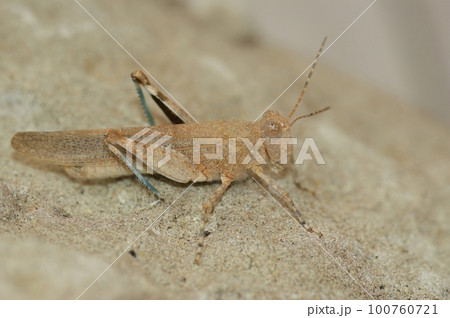 Close up of a grey colored blue winged locust, Sphingonotus caerulans 100760721