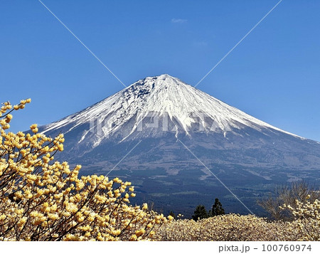 ミツマタと富士山 ミツマタと富士山 100760974