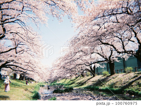 写ルンですの桜 写ルンですの桜 100760975
