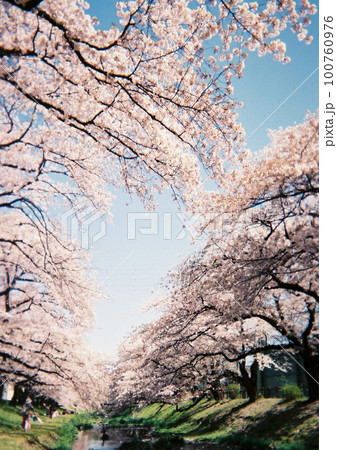 写ルンですの桜 写ルンですの桜 100760976