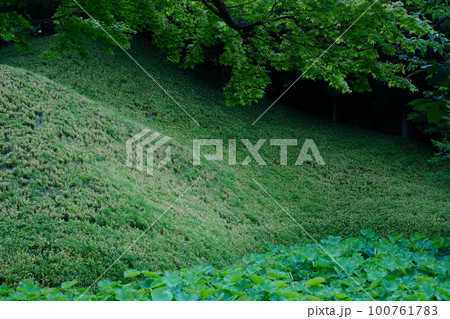 小石川後楽園、こいしかわこうらくえん、庭、庭園、5月、6月、春、植物、自然、緑、日本、東京、新緑、緑 100761783