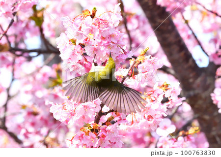 メジロと河津桜 メジロと河津桜 100763830