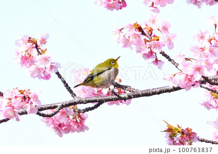 メジロと河津桜 100763837