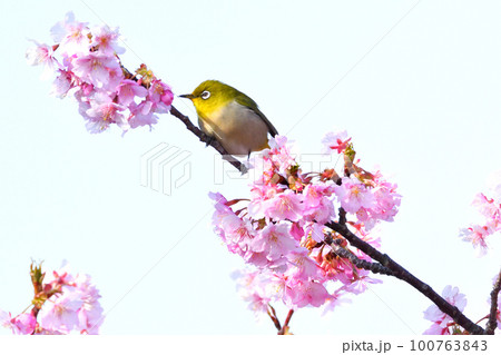 メジロと河津桜 メジロと河津桜 100763843