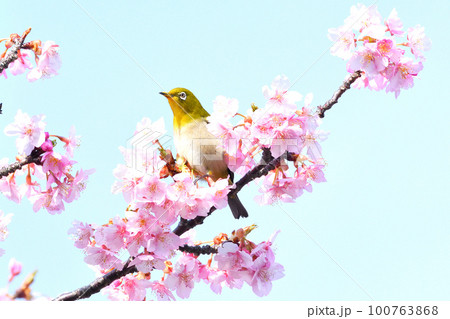 メジロと河津桜 100763868