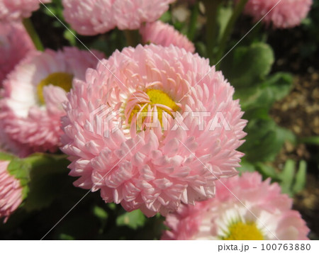 ピンク色のヒナギクの花 ピンク色のヒナギクの花 100763880