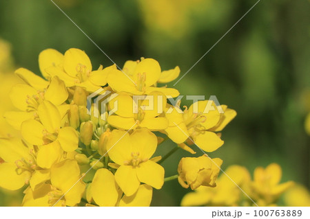 菜の花 100763889