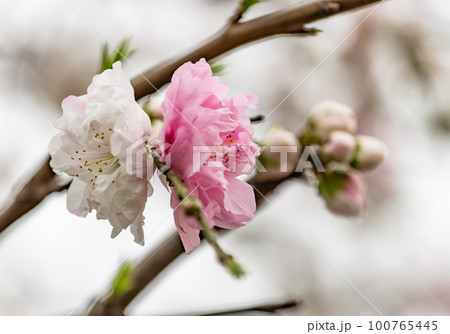 桜：松月桜 100765445