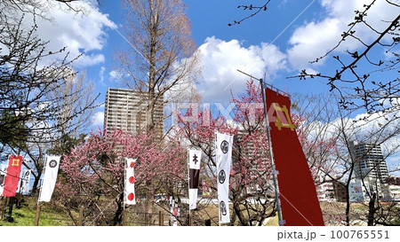 青空に映える満開の紅梅と徳川四天王の幟旗〈岡崎城公園/愛知県岡崎市〉 100765551