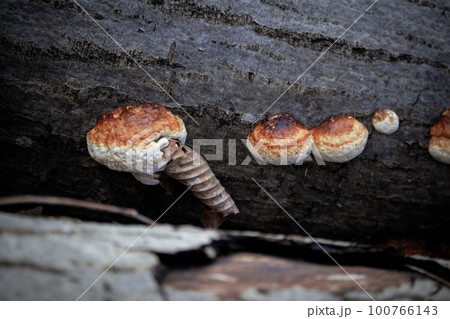 Brown curled leaf stuck in young wild orange fungus mushroom with its little family growing on black fallen tree trunk eith textured bark 100766143