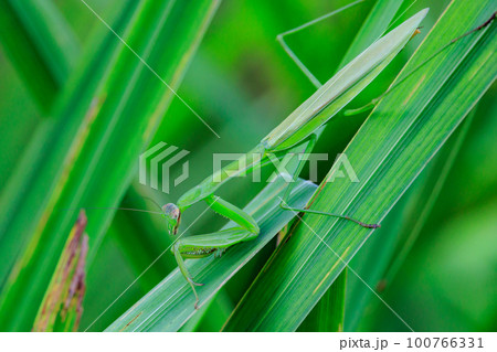 逆三角形の顔をしたハンター　カマキリ 100766331