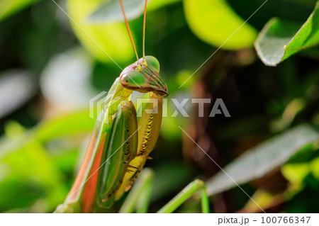 逆三角形の顔をしたハンター　カマキリ 100766347