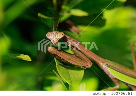 逆三角形の顔をしたハンター　カマキリ 100766361