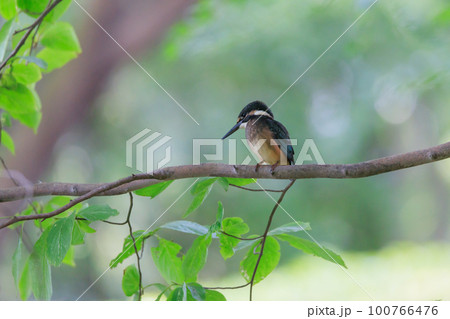 瑠璃色の人気者カワセミ 100766476