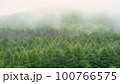 霧で霞む緑の森 100766575