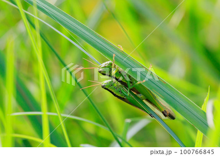 イネ科植物が大好きな農業害虫コバネイナゴ 100766845
