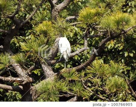 稲毛海浜公園の松の木で休憩する白い鳥はコサギ 100766905