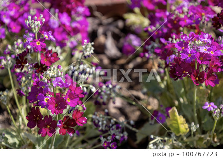 濃いピンク色のサクラソウ(桜草) 濃いピンク色のサクラソウ(桜草) 100767723