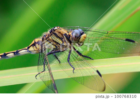ツートンカラーの身近な蜻蛉シオカラトンボ 100768310