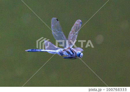 ツートンカラーの身近な蜻蛉シオカラトンボ 100768333