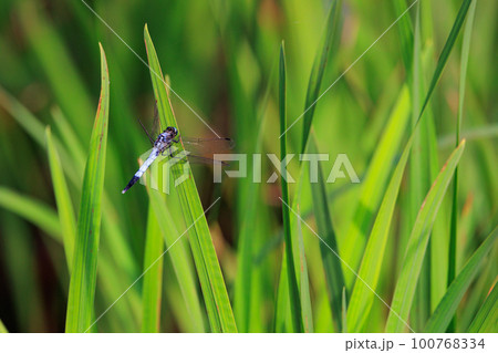 ツートンカラーの身近な蜻蛉シオカラトンボ 100768334