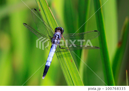 ツートンカラーの身近な蜻蛉シオカラトンボ 100768335