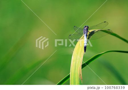 ツートンカラーの身近な蜻蛉シオカラトンボ 100768339
