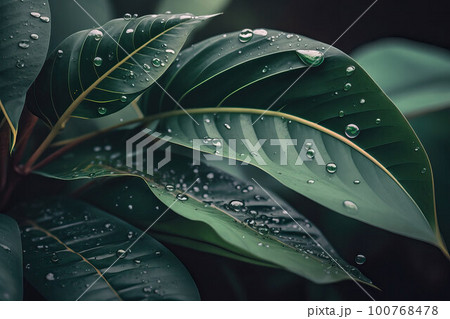Tropical green leaves background, dark green leaves 100768478