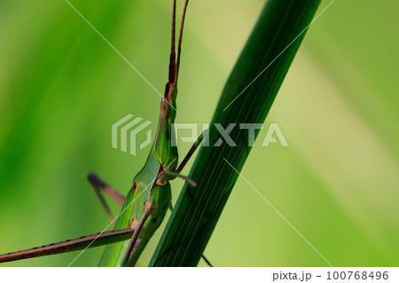 日本最大種のバッタのショウリョウバッタ 100768496