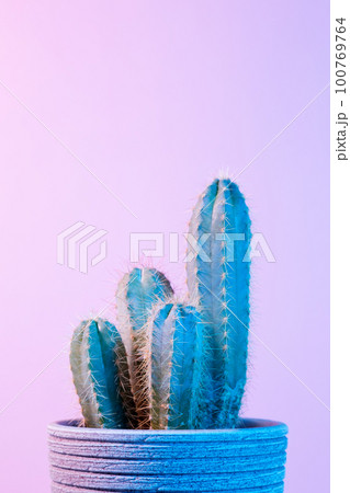 Neon Cactus. Green cactus in gray pot on pink background. Minimal creative stillife 100769764