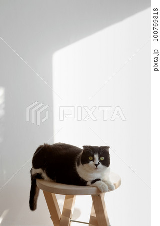 Scottish black white cat sits on wooden chair, looks at camera, background white wall Scottish black white cat sits on wooden chair, looks at camera, background white wall 100769818